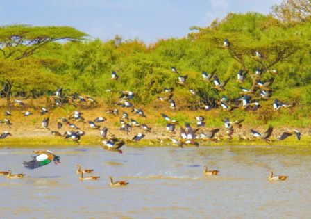 Birds at the Rift Valley Lake of Ziway in Southern Ethiopia